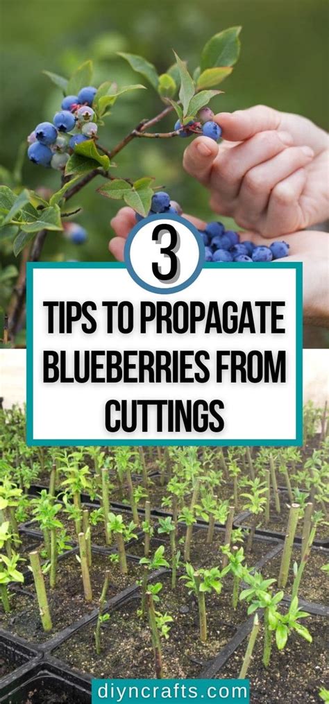 3 Tips To Propagate Blueberries From Cuttings How To Do It Make