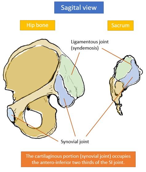 Hip Bone Anatomy