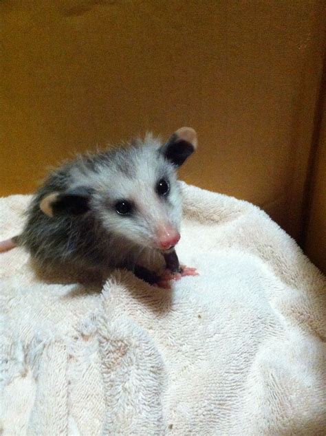 Baby Opossum Baby Opossum Awesome Possum Opossum