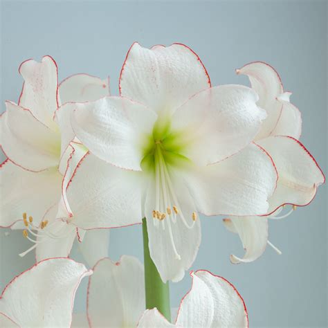 Wild Blue Amaryllis Flower Bulbs Best Flower Site