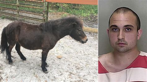Florida Man Confesses To Having Sex With Miniature Pony