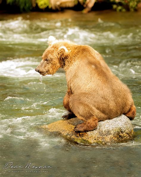 √1000以上 Bear Cub Sitting 182138 Black Bear Cub Sitting