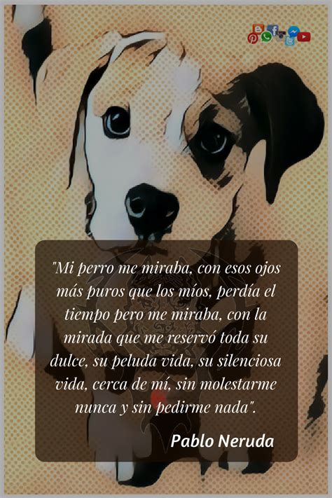 Frases De Dolor Por La Muerte De Un Perro Noticias Del Perro