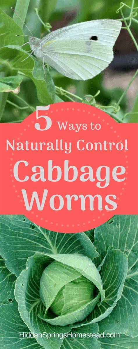 5 Ways To Naturally Control The Cabbage Worm Cabbage Worms Organic Gardening Tips Garden Pests