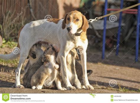 Hound Dog Puppies Feeding Stock Photo Image Of Breed 46236458