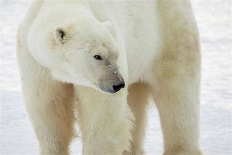 Adult Polar Bear Close Up Photograph By Karen Foley Fine Art America