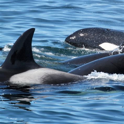 Whale And Wildlife Tours San Juan Islands Washington Visitors Bureau