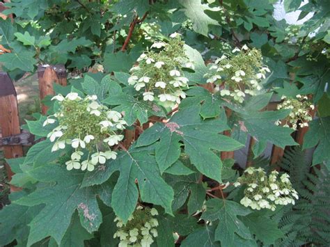 Native Shrub Thats Great For Indianapolis Yards Oakleaf