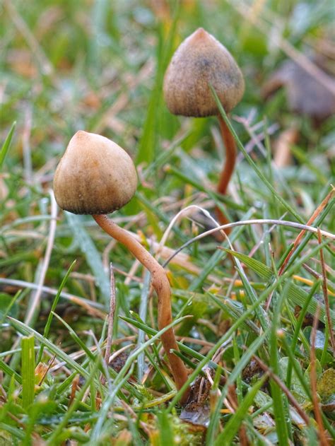 The Official Uk Liberty Cap Mushroom Season 2015 Mushroom Hunting