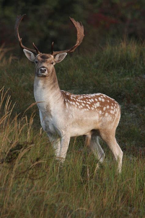 Fallow Deer Stock Image Image Of Hunting Fallow Antlers 26894443