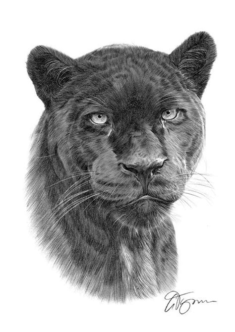 Pencil By Artist Gary Tymon Big Cats Art Black Panther Drawing