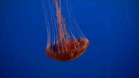 Beautiful African Animals Safaris Jellyfish Migration With Vinegar In