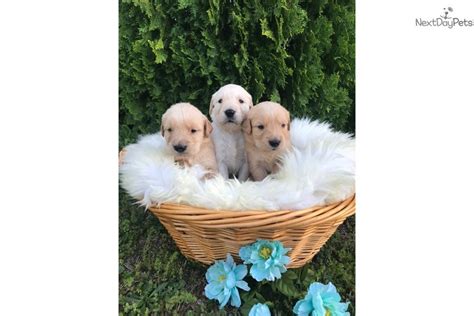 This shelter hasn't posted any pets that match these criteria. Golden Boy: Golden Retriever puppy for sale near Dallas ...
