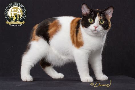 Best Kitten Regions 1 9 Gc Nw Briar Mars Absolutely Fabulous Calico