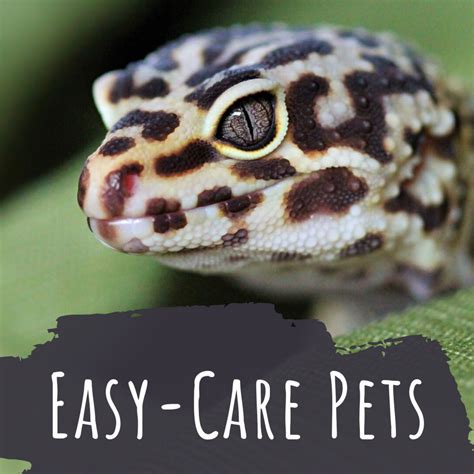 10 Small, Low-Maintenance Pets That Are Easy to Take Care ...
