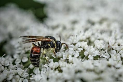 El Blog De Isa Y Juan Hylaeus Prosopis Variegatus Fabricius 1798