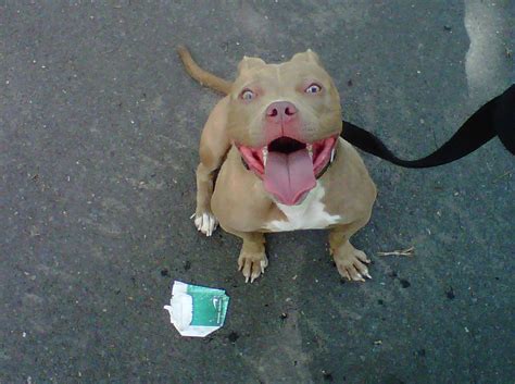 My Lifes A Flic 1 Year Old Blue Fawn Pit Bull Female For Sale 1250 Obo