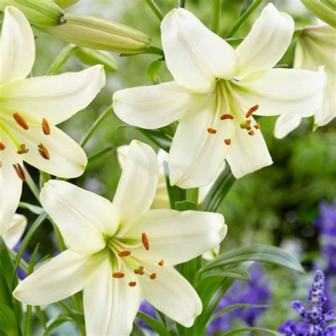 Buy Lily Bulbs Lilium Pearl White