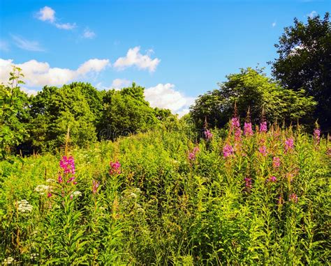 Pink Wildflowers In The Contour Light Summer Landscape Stock Image