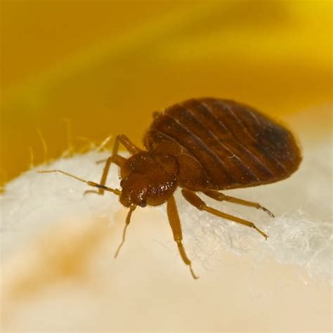 Get Rid Of Bed Bugs Dear Adam Smith