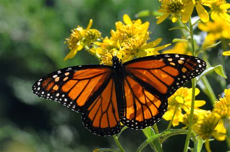 Free Picture Insect Beaty Nice Monarch Butterfly