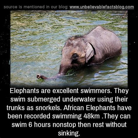 Elephants Are Excellent Swimmers They Swim Submerged Underwater Using