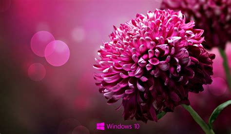 Laptop Hd Wallpapers For Windows 10 Pixelstalknet