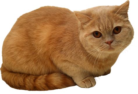 Download Sitting Cat Png Png Image For Free
