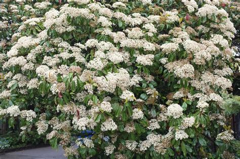 Photinia Glabra Trees And Shrubs Online