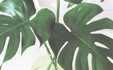 Discover 800 Desktop Backgrounds Plants For Your Love Of Green On Screens