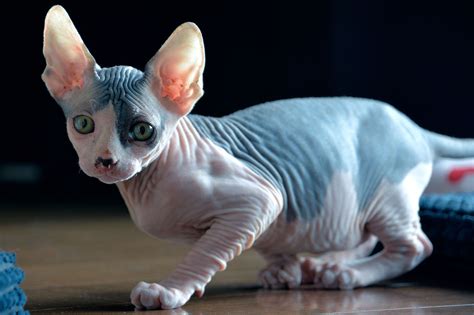 Shaved Kittens Being Sold As Purebred Sphynx Cats In Canada