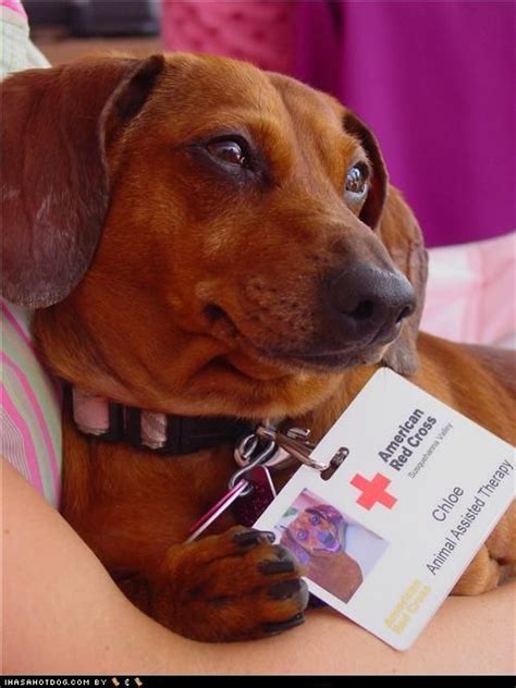17 Best Images About Service Animals On Pinterest