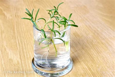 How To Grow Rosemary From Cuttings The Kitchen Herbs