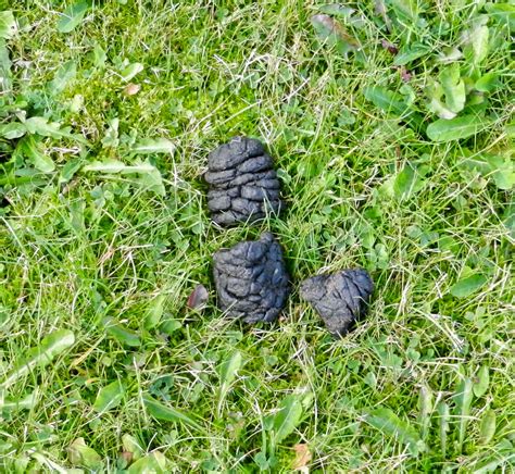 Top 92 Pictures What Does Bear Poop Look Like Photos Full Hd 2k 4k