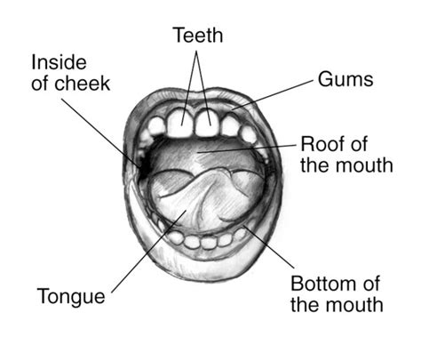 Mouth With Labels For The Teeth Gums Roof Of The Mouth Bottom Of The
