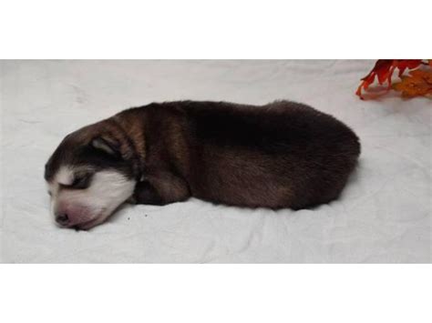 The current median price for all alaskan malamutes sold is $1,200.00. 8 Alaskan Malamute puppies for sale in Luverne, Minnesota ...