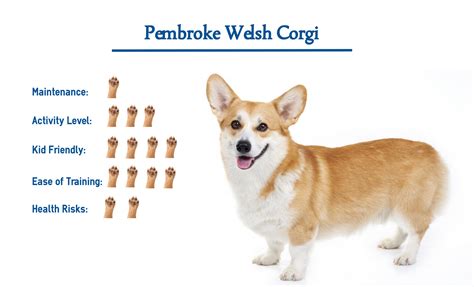 Pembroke Welsh Corgi Dog Breed Everything You Need To Know At A Glance