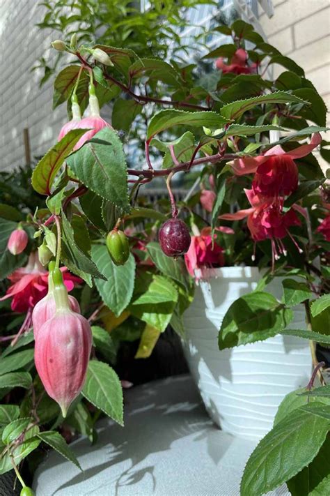 Are Fuchsia Berries Leaves And Flowers Edible Gardeners Path
