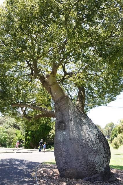 Queensland Bottle Tree Brachychiton Rupestris Biopix Photoimage