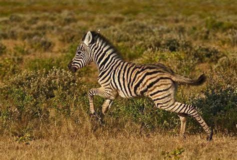 Young Plains Zebra By Konstantinos Arvanitopoulos Zebra Pictures