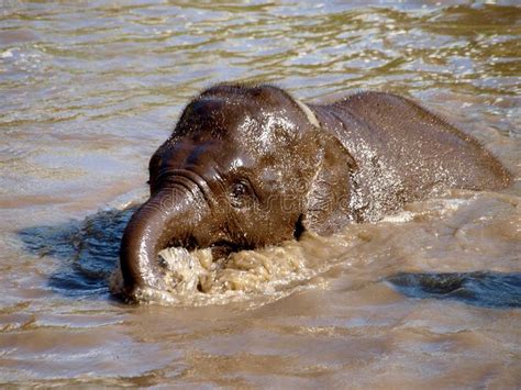 Swimming Baby Elephant Stock Photo Image Of Travel Moment 85445714