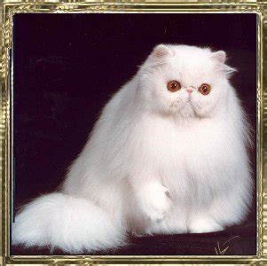 The persian is a longhaired breed of cat characterized by its round face and shortened muzzle. CFA Persian Breed Council - Grooming White Persians
