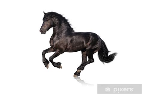 More images for cheval fond blanc » Papier peint Cheval noir isolé sur fond blanc • Pixers® - Nous vivons pour changer
