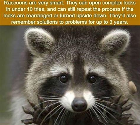 Raccoons Are Smarter Than You Think In 2020 Wtf Fun Facts Fun