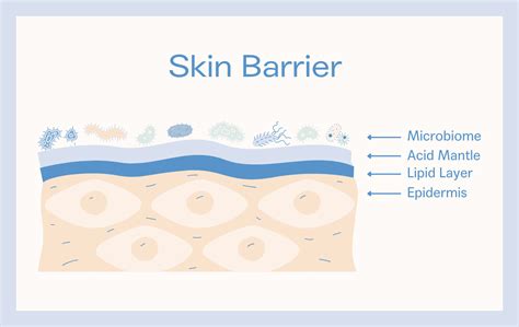The Difference Between The Skin Microbiome And Skin Barrier