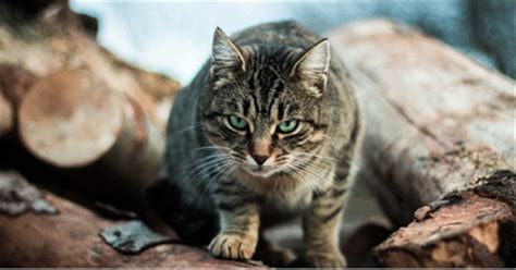 Cats Protection Lost And Found Feral Cats