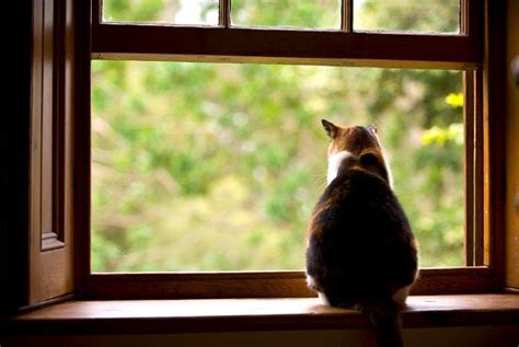 7 Ways To Stop Your Cat From Falling Out Of A Window Petsoid