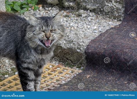 Cat Pictures Cat Look At Camera Domestic Cat Stock Photo Image Of