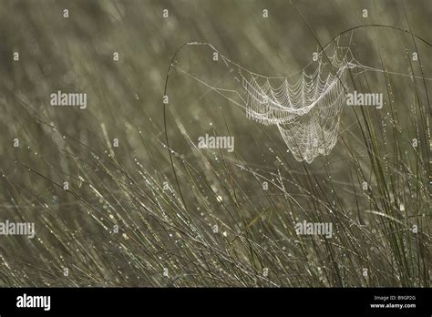 Cobweb Morning Dew Stock Photo Alamy