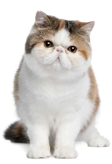 The dense fur has a medium soft texture. The Exotic Shorthair Cat - Cat Breeds